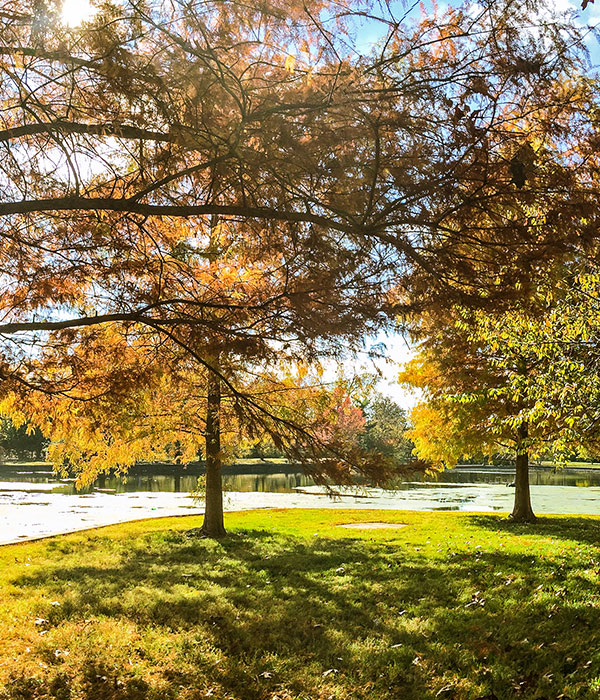 Autumn trees surrounding a serene park in Springfield, Missouri, showcasing the picturesque areas served by Roof For Less.